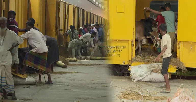 ক্যাটল স্পেশাল ট্রেন